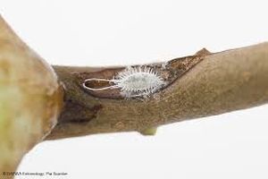 uploads/images/pest/orange mealybug.jpg